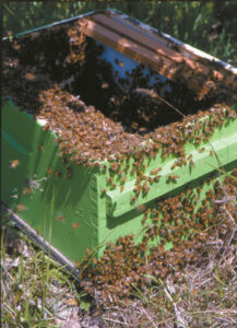 The Buzz on Honey Image